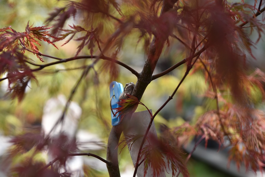 f:id:PapasCamera:20160815031518j:plain