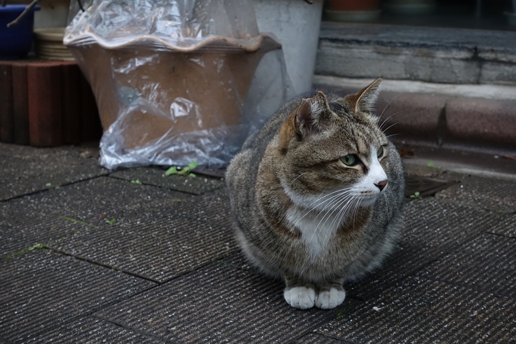 f:id:PapasCamera:20161213083535j:plain