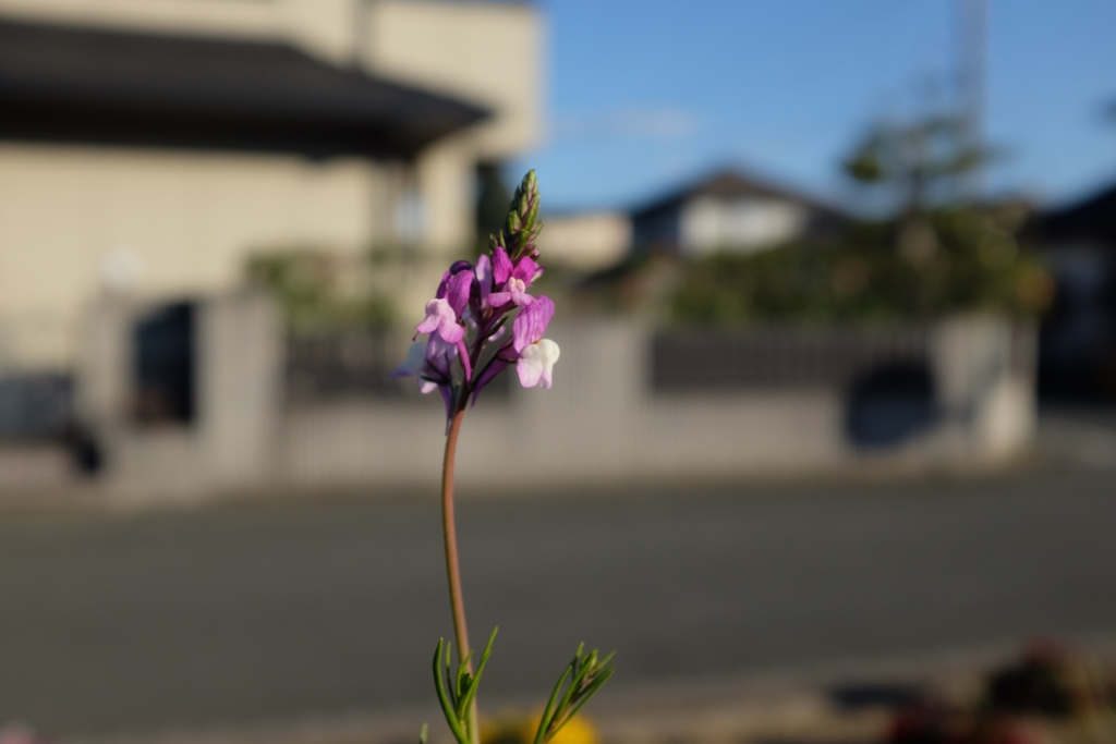 f:id:PapasCamera:20170218215226j:plain