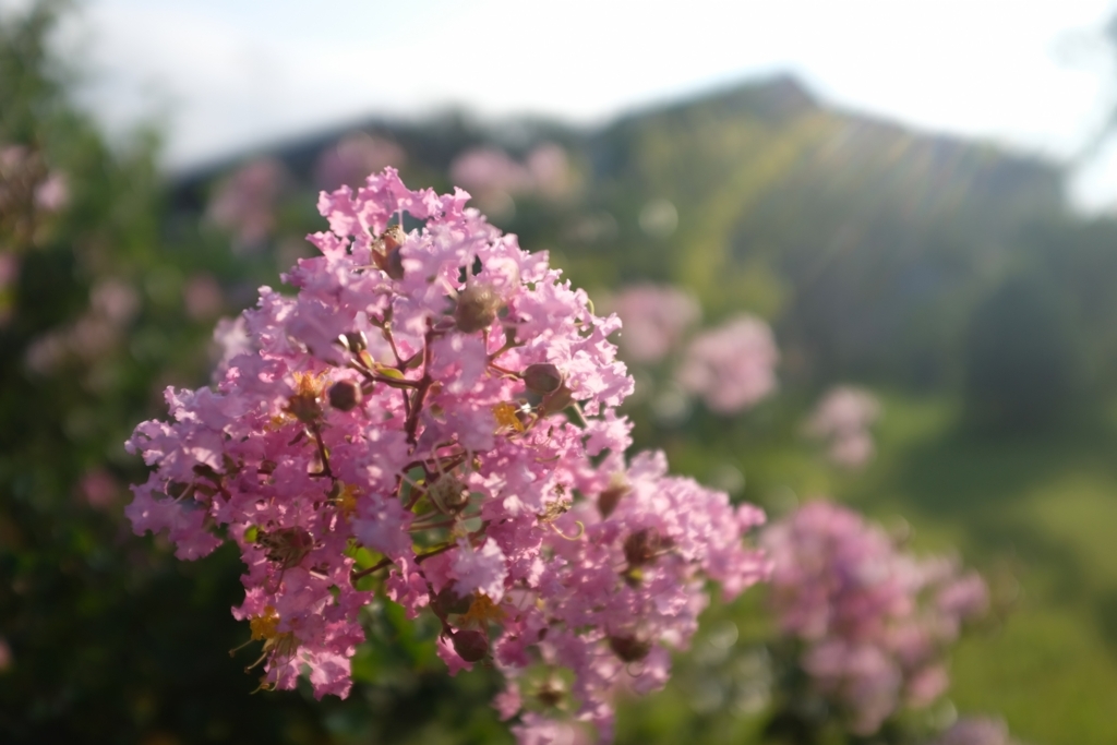 f:id:PapasCamera:20170818124522j:plain