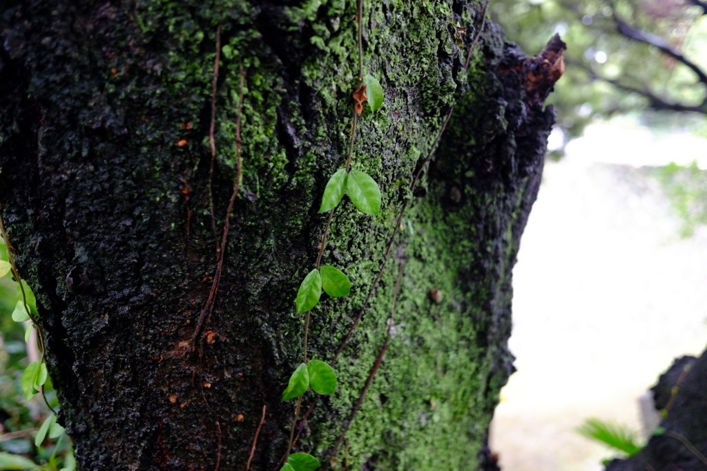 f:id:PapasCamera:20171019123451j:plain