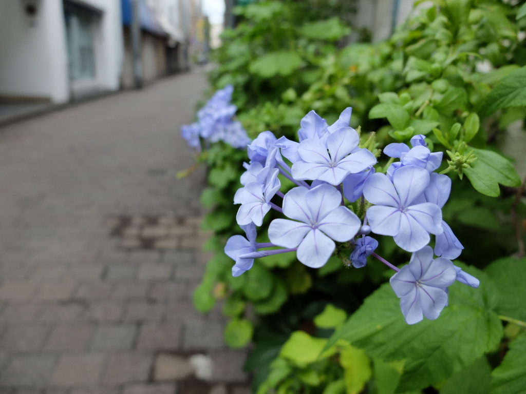 f:id:PapasCamera:20180702124522j:plain