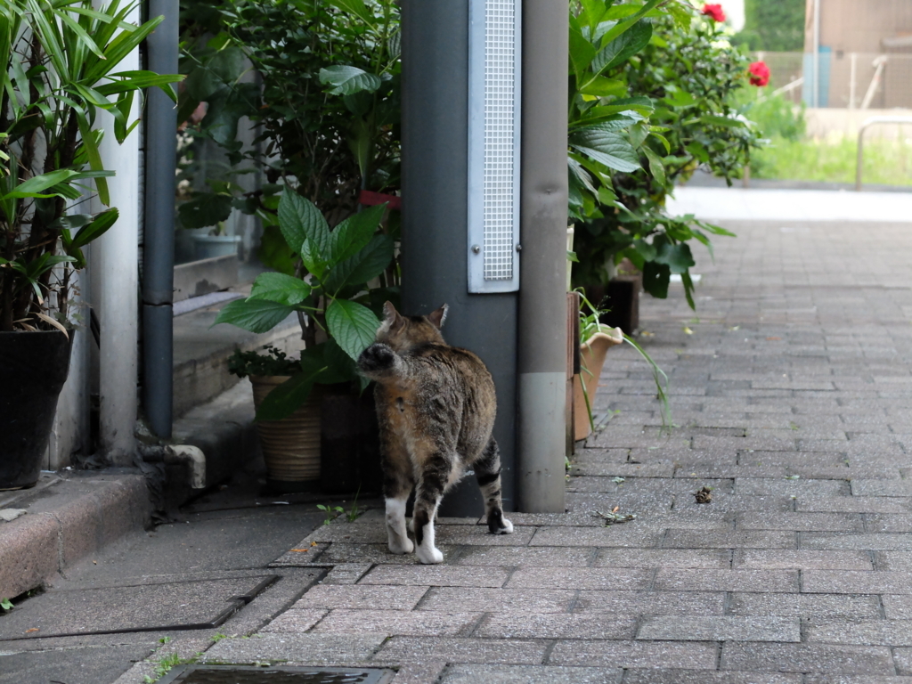 f:id:PapasCamera:20180702124538j:plain