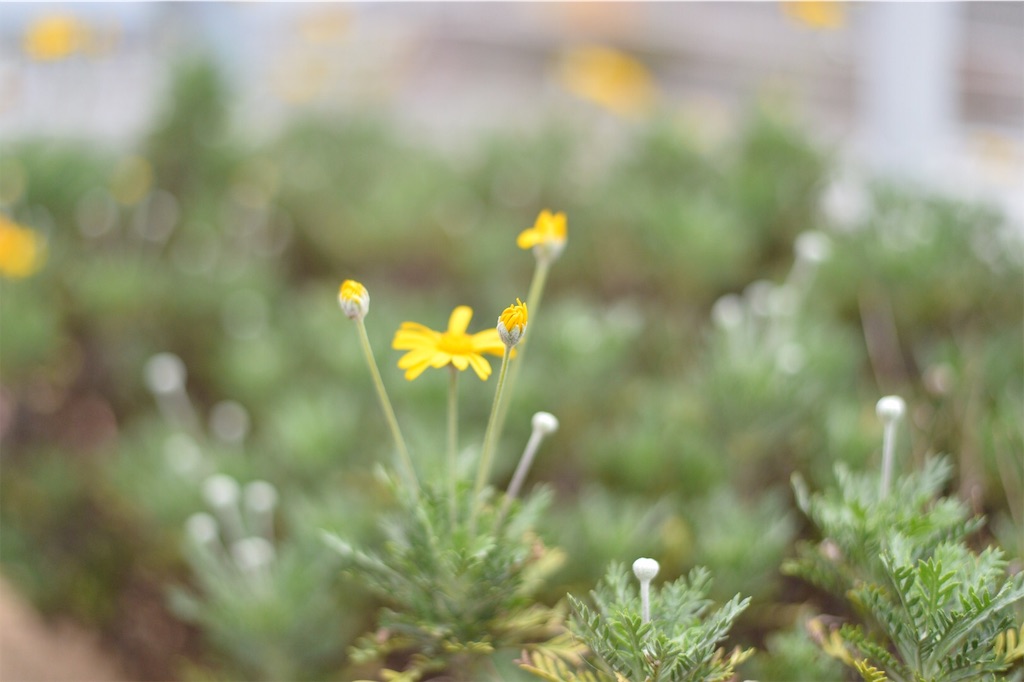 f:id:PapasCamera:20180925122924j:image f:id:PapasCamera:20180925122924j:image