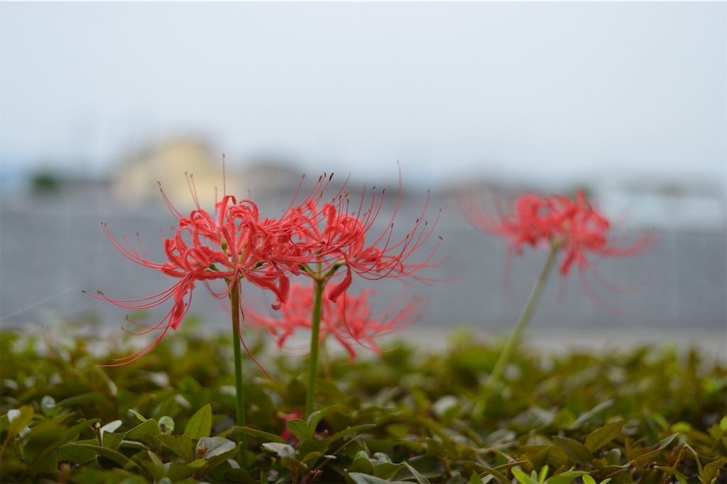 f:id:PapasCamera:20180925122927j:image f:id:PapasCamera:20180925122927j:image