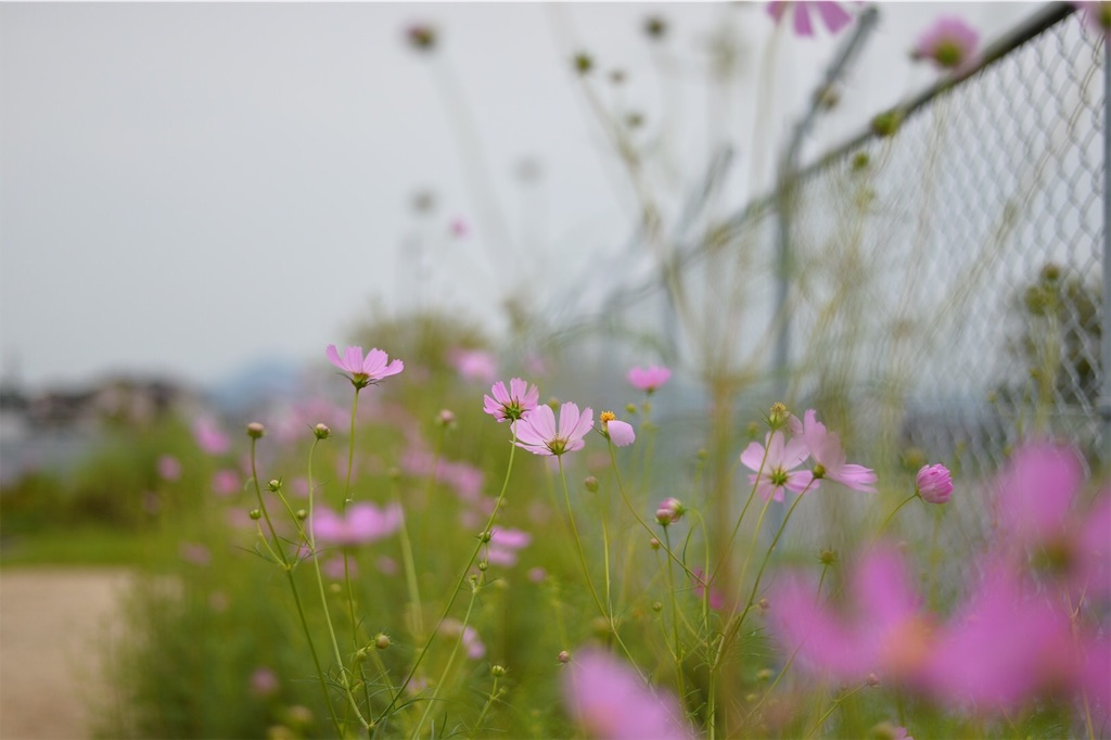 f:id:PapasCamera:20180925122930j:image f:id:PapasCamera:20180925122930j:image