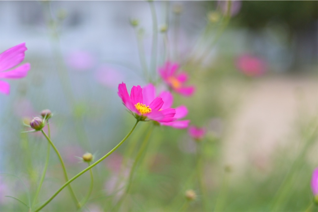 f:id:PapasCamera:20180925122946j:image f:id:PapasCamera:20180925122946j:image