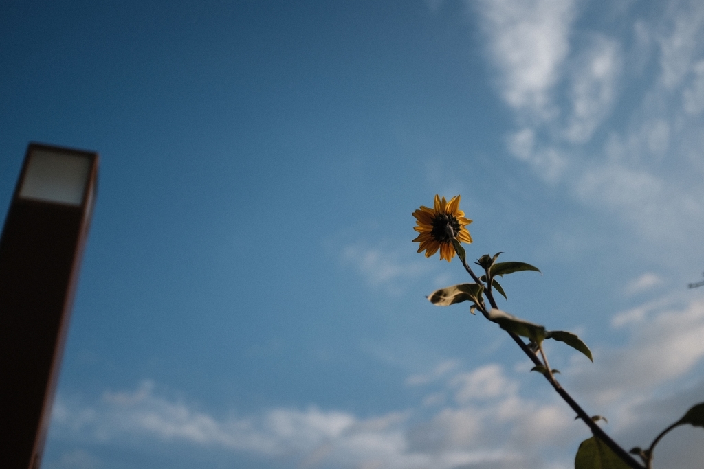 f:id:PapasCamera:20190108123728j:plain f:id:PapasCamera:20190108123728j:plain