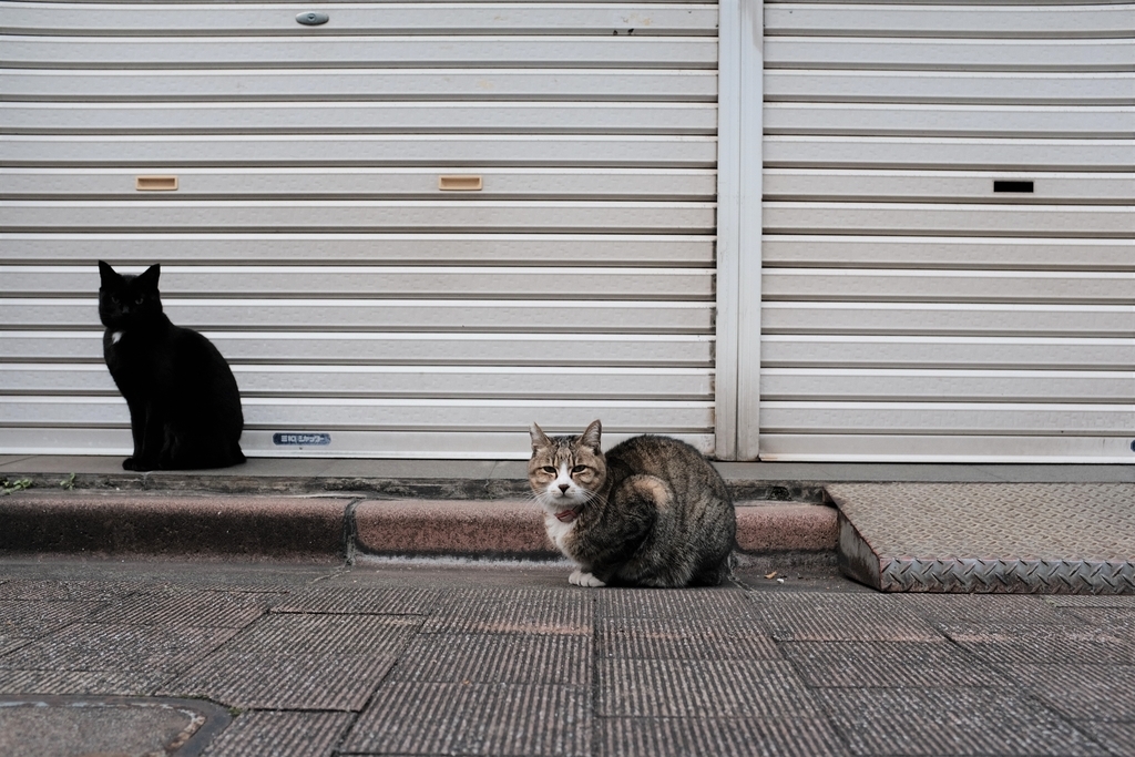 f:id:PapasCamera:20190108124204j:plain f:id:PapasCamera:20190108124204j:plain