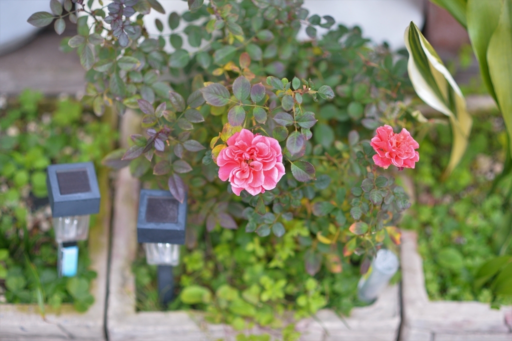 f:id:PapasCamera:20190111125237j:plain