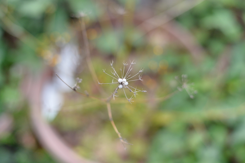 f:id:PapasCamera:20190222125933j:plain