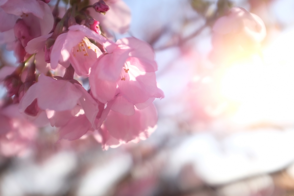f:id:PapasCamera:20190314124219j:plain