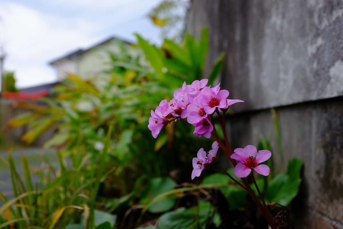 f:id:PapasCamera:20190320130041j:plain