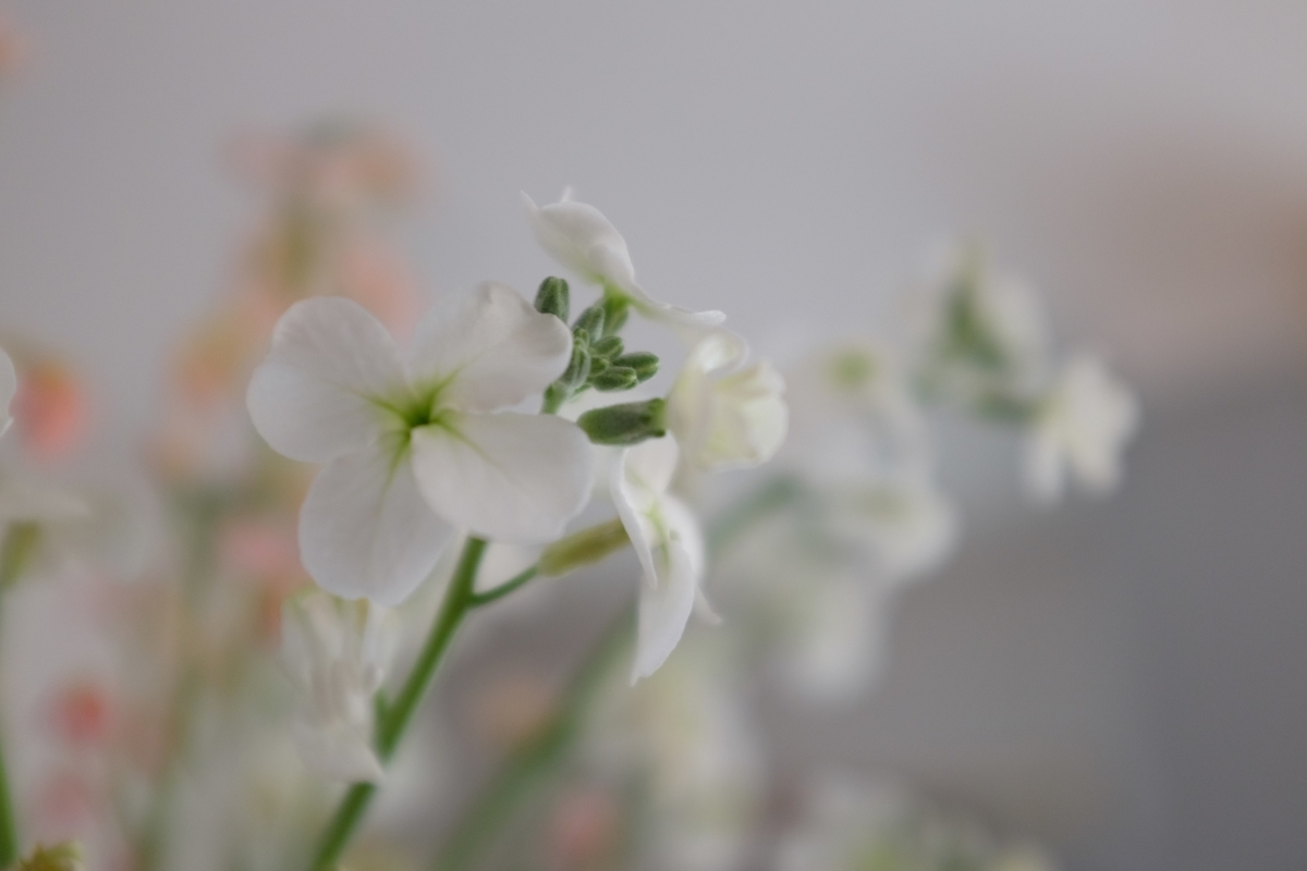f:id:PapasCamera:20190320155018j:plain