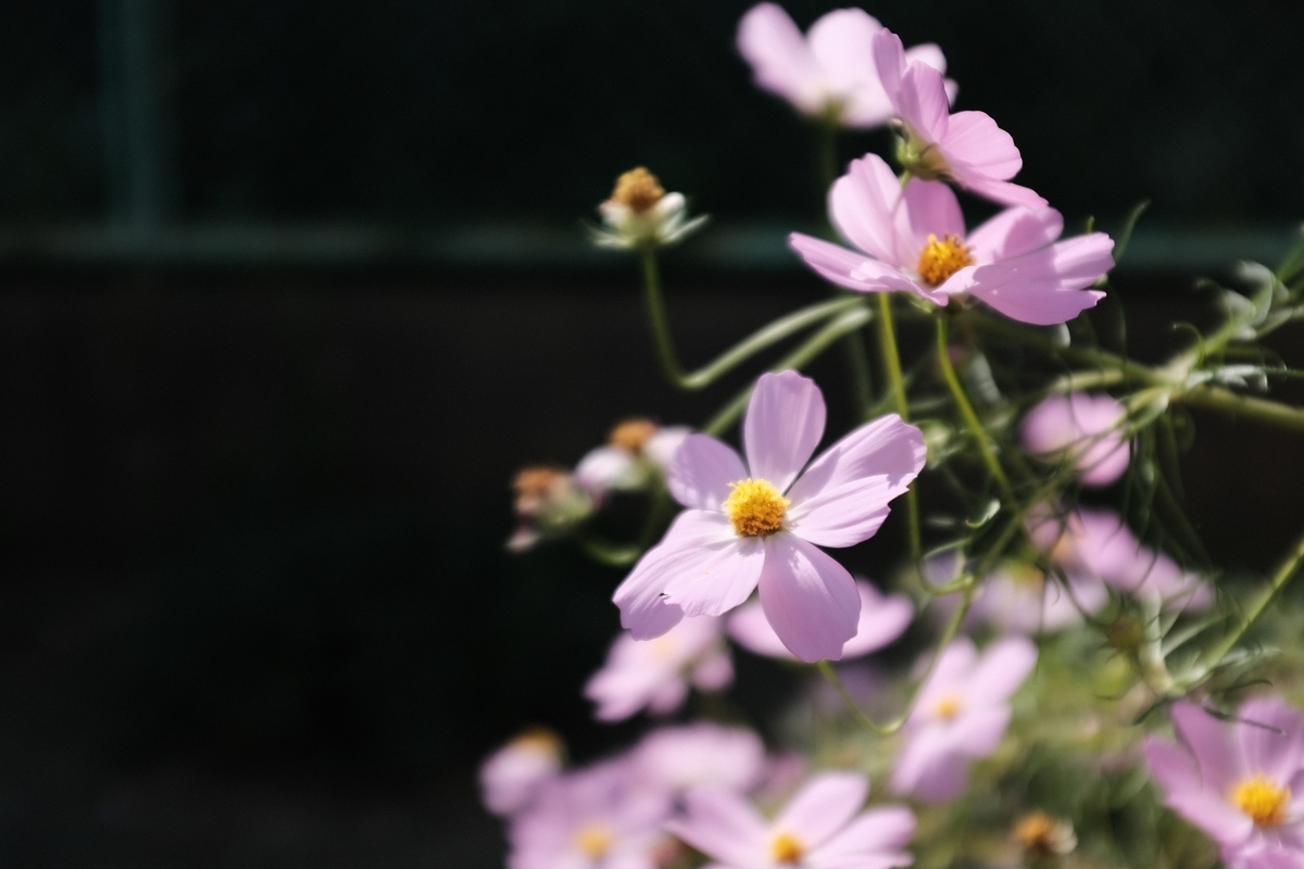 f:id:PapasCamera:20190320155125j:plain