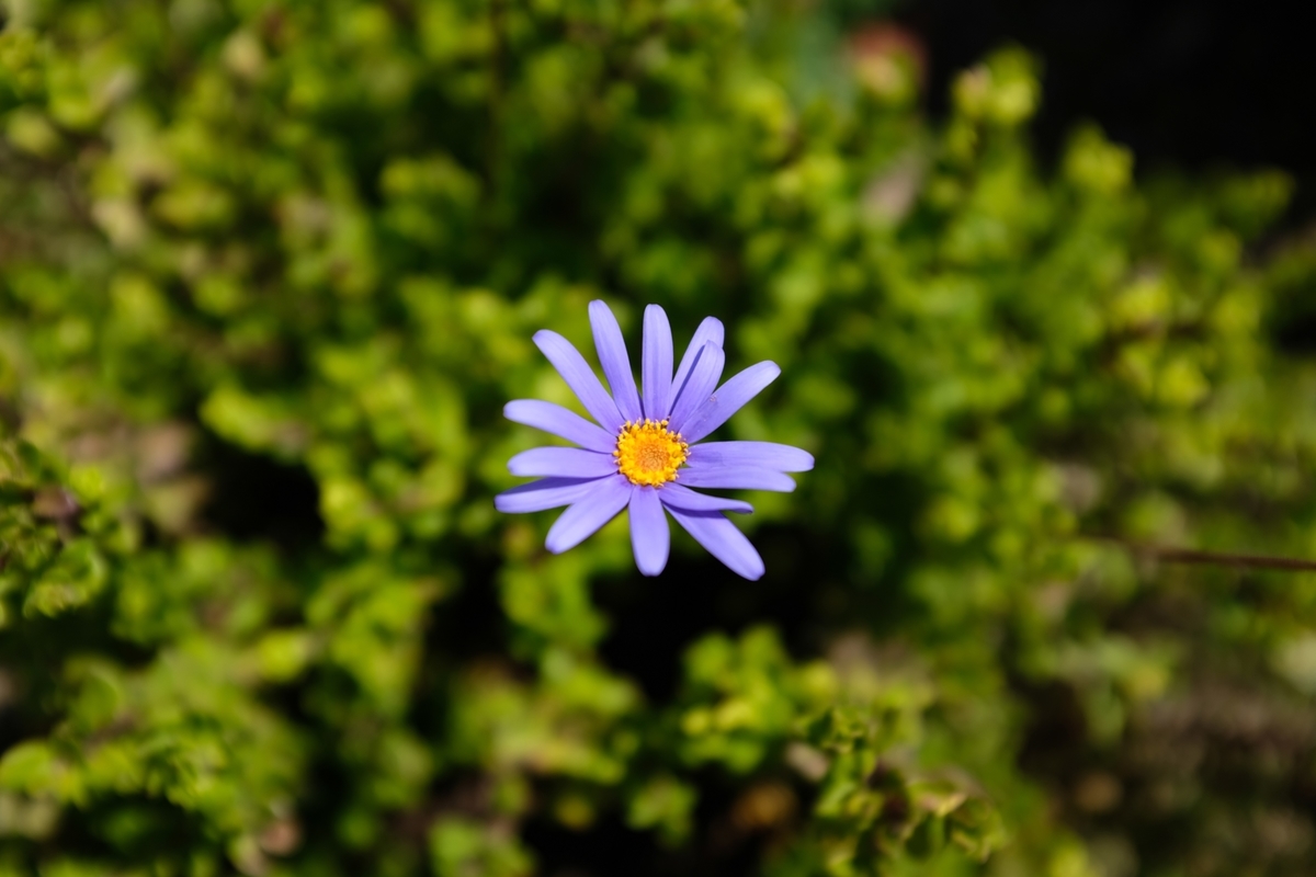 f:id:PapasCamera:20190320194217j:plain