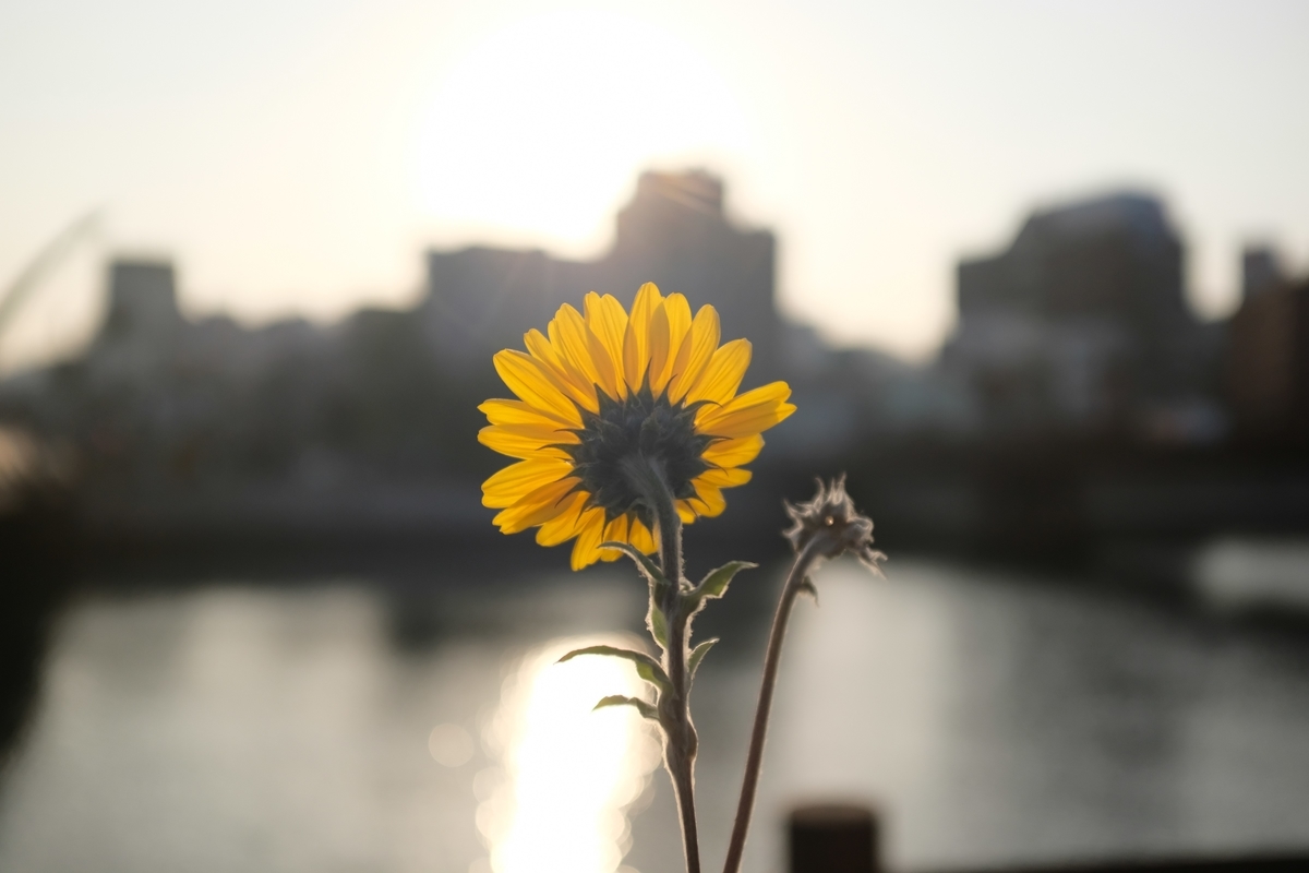 f:id:PapasCamera:20190322124030j:plain