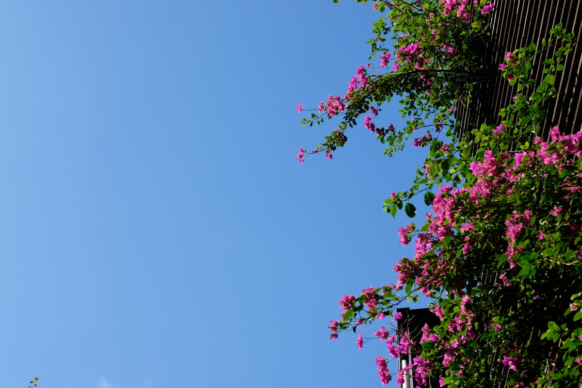 f:id:PapasCamera:20190322124801j:plain