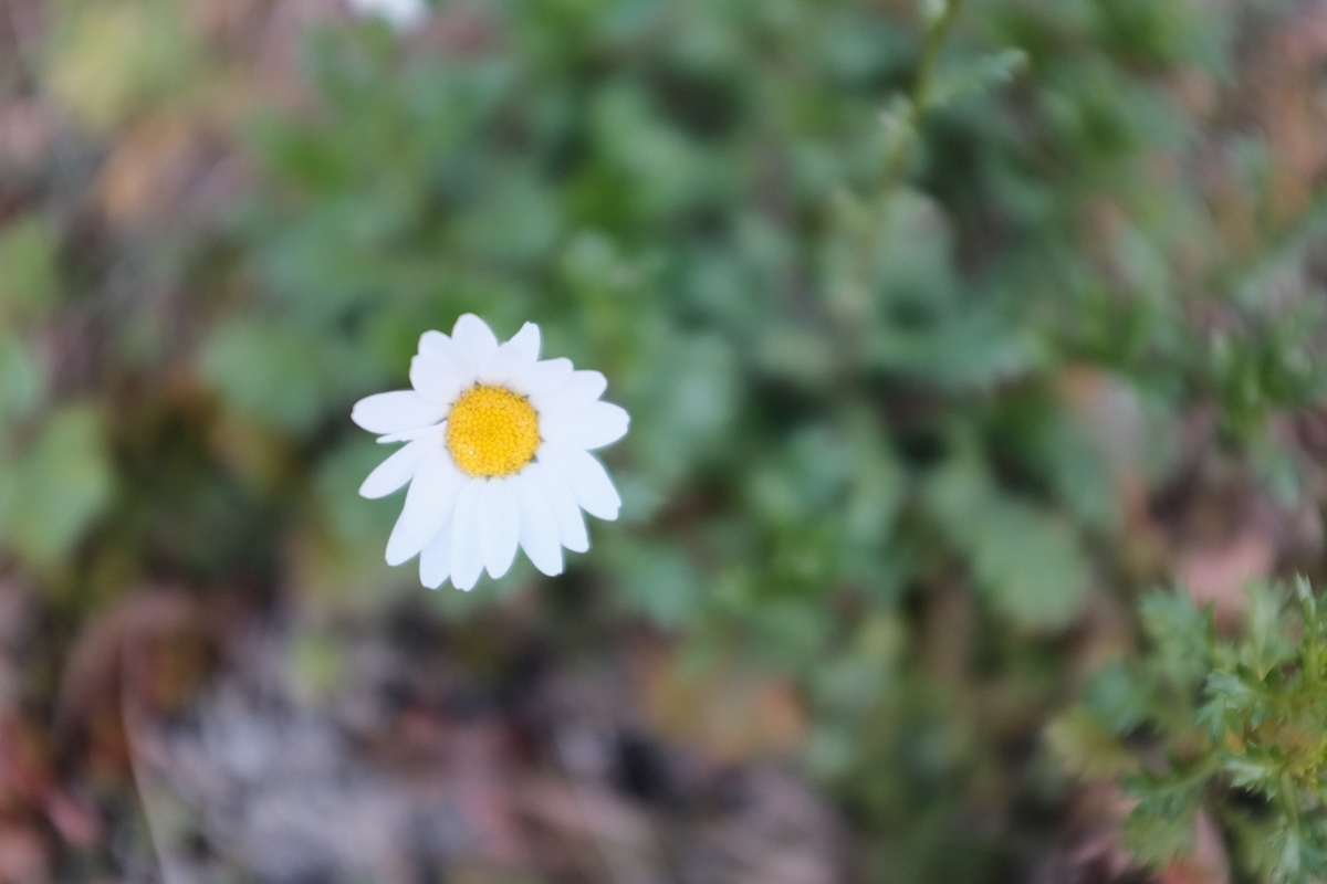f:id:PapasCamera:20190322130048j:plain