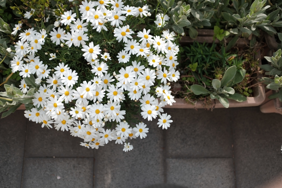 f:id:PapasCamera:20190417120704j:plain