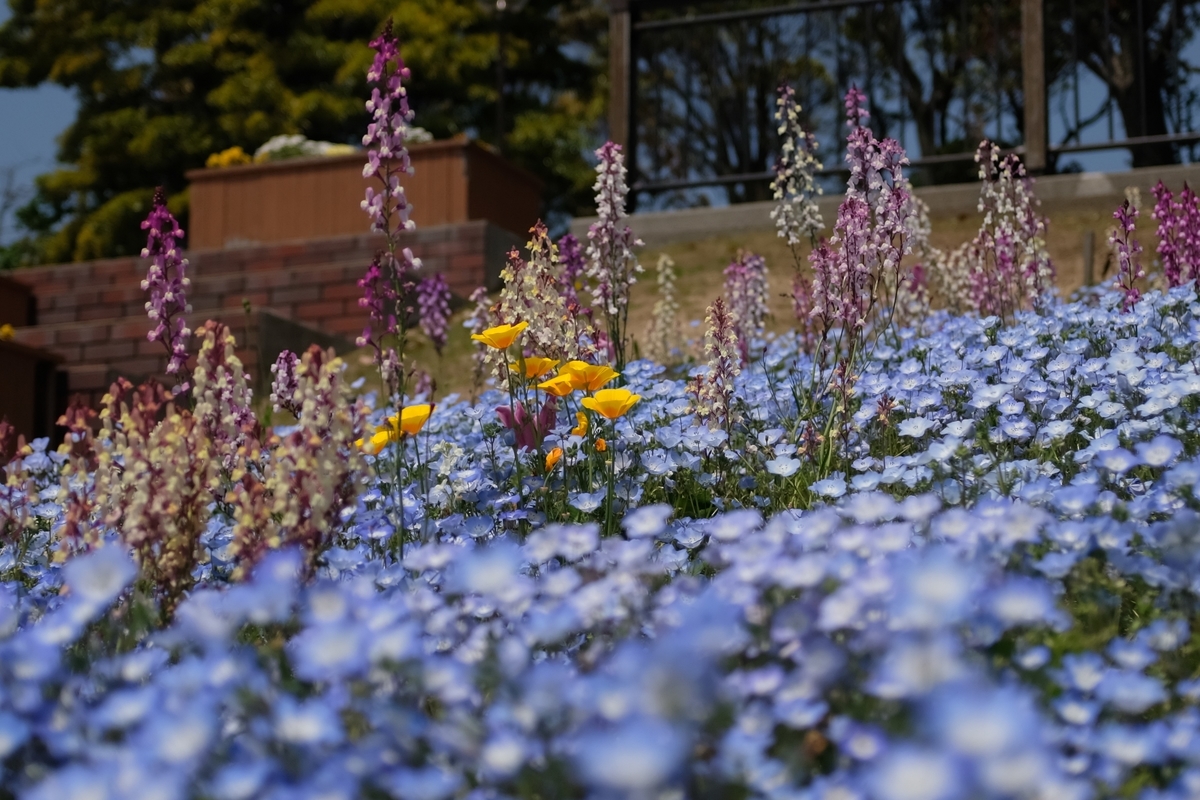 f:id:PapasCamera:20190423124027j:plain