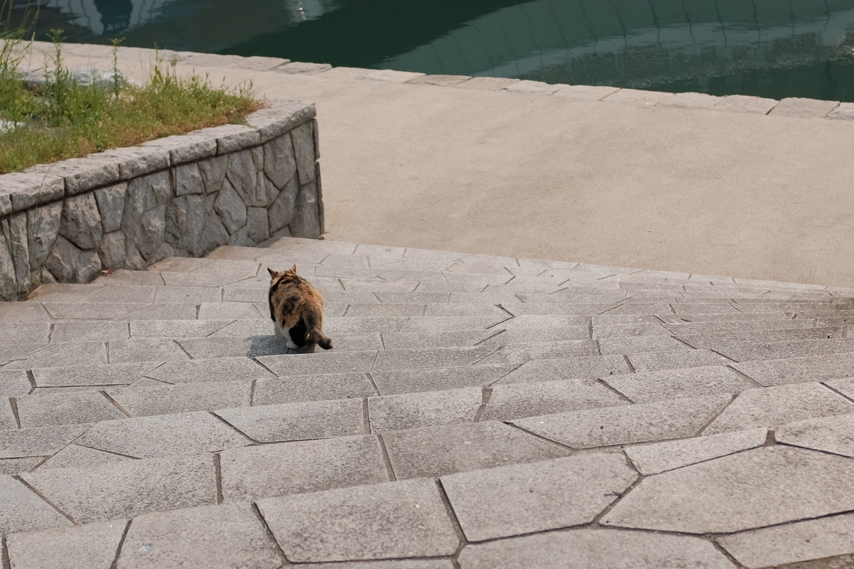 f:id:PapasCamera:20190513125248j:plain f:id:PapasCamera:20190513125248j:plain