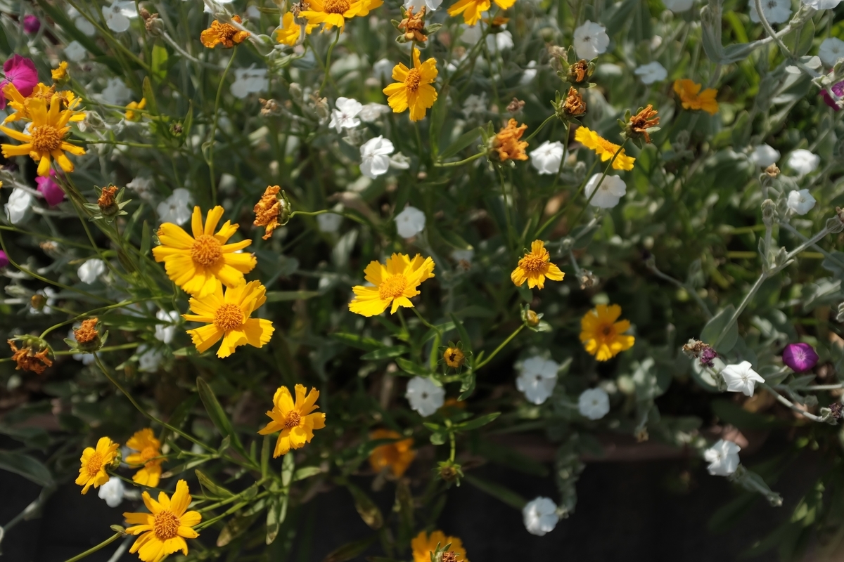 f:id:PapasCamera:20190517125226j:plain