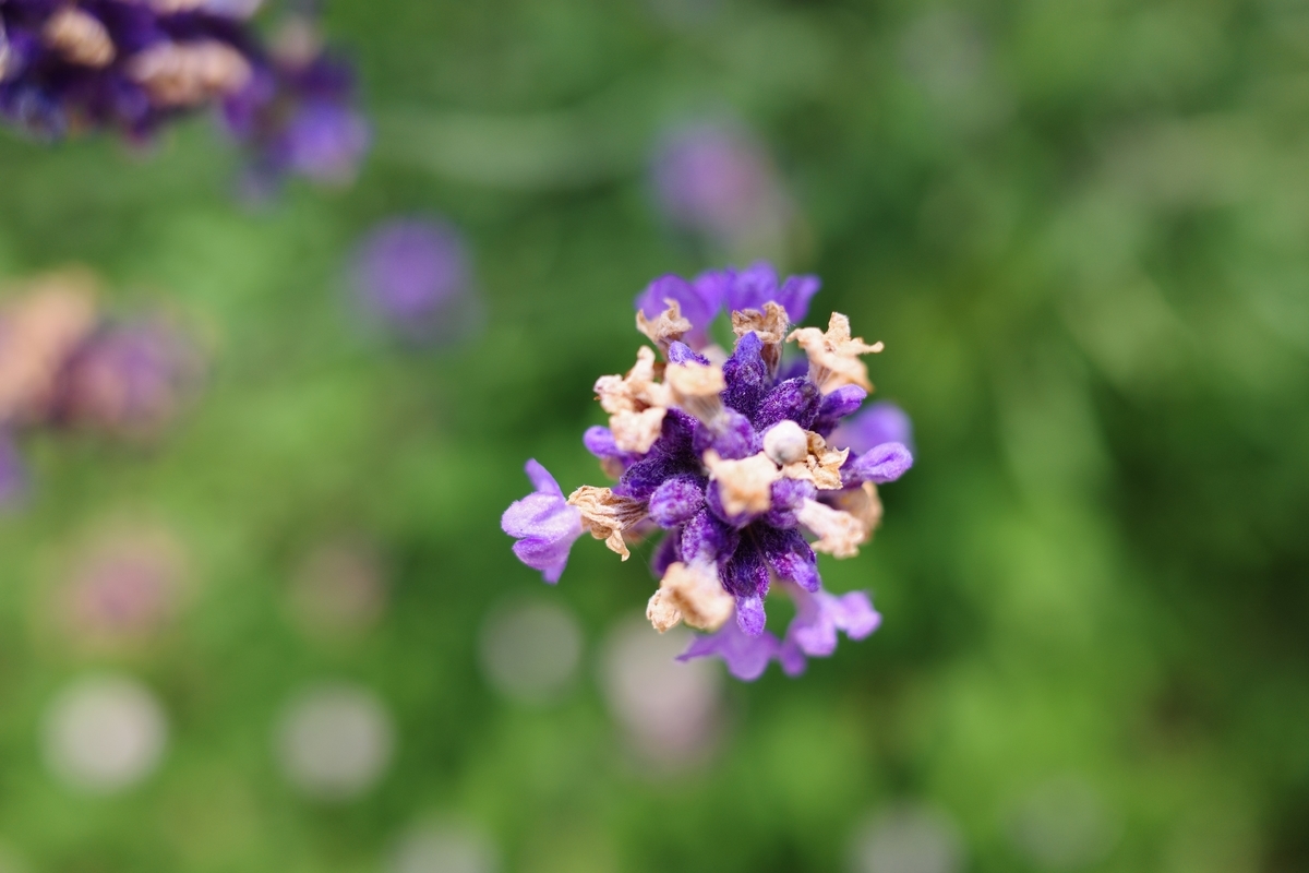 f:id:PapasCamera:20190612120851j:plain