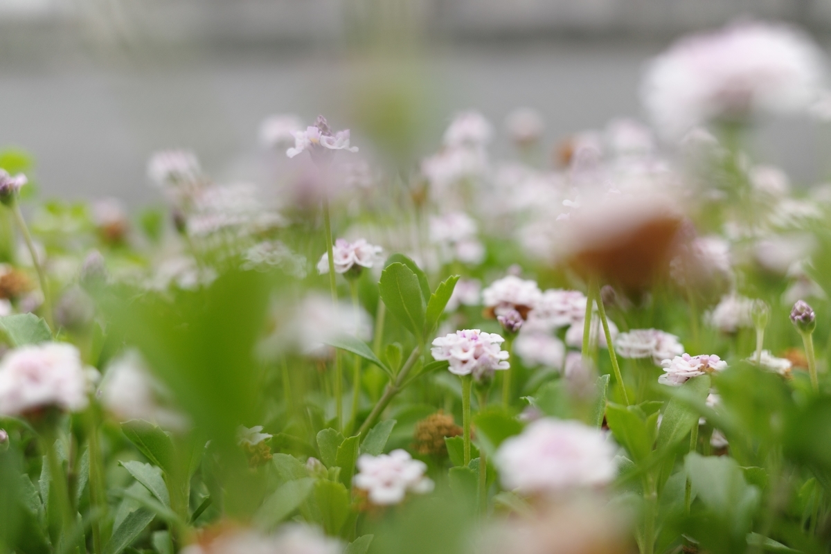 f:id:PapasCamera:20190614124428j:plain f:id:PapasCamera:20190614124428j:plain