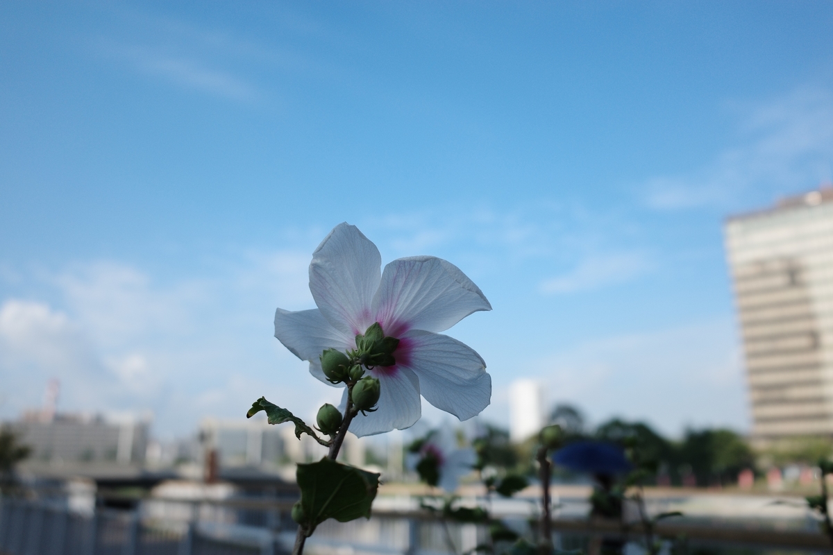 f:id:PapasCamera:20190911124255j:plain f:id:PapasCamera:20190911124255j:plain