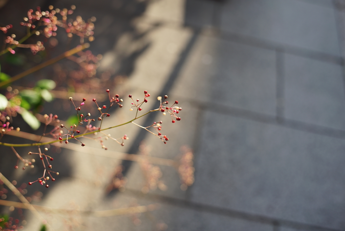 f:id:PapasCamera:20191108163525j:plain