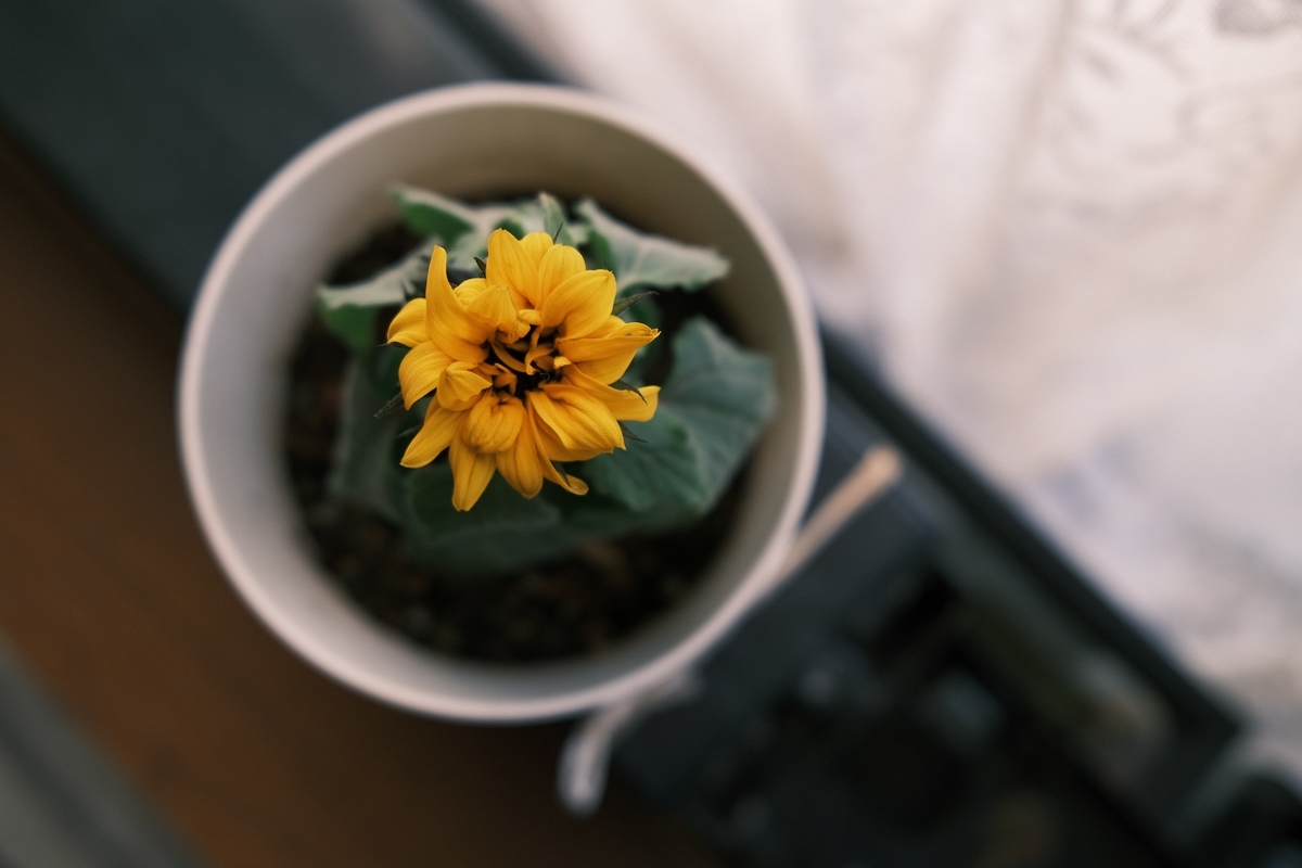 f:id:PapasCamera:20200306161820j:plain