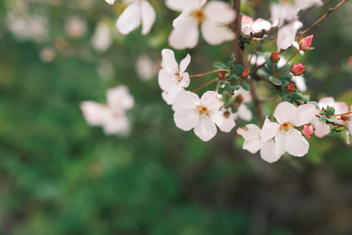 f:id:PapasCamera:20200308140337j:plain