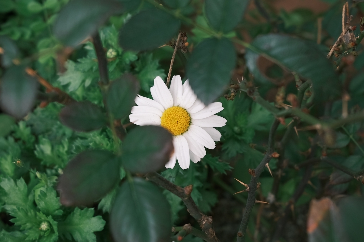 f:id:PapasCamera:20200308140558j:plain