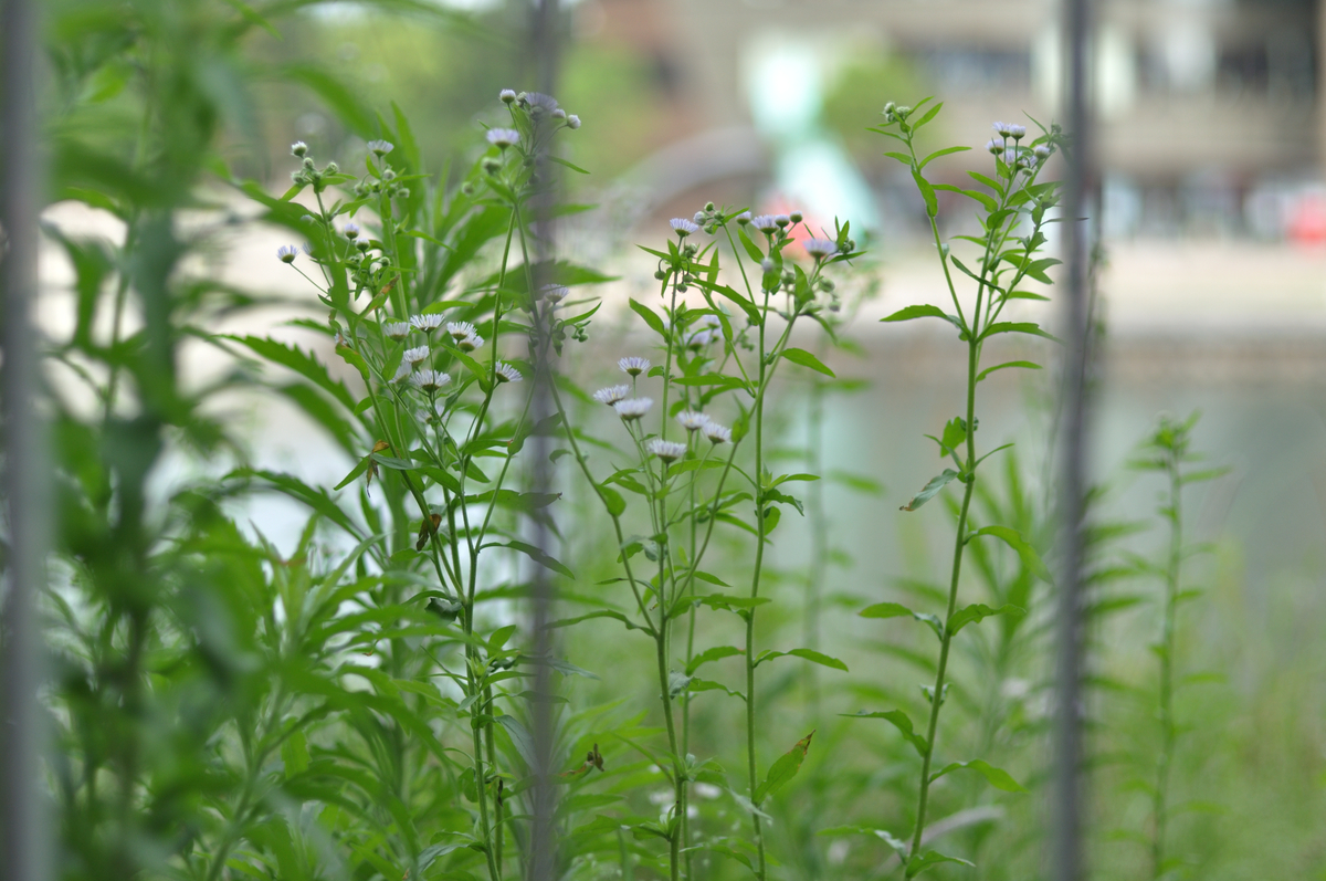 f:id:PapasCamera:20200525125720j:plain