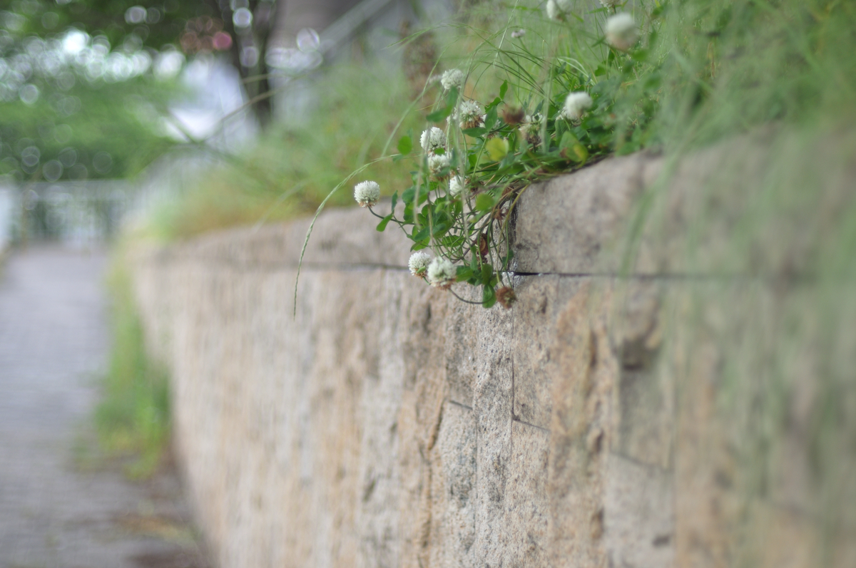 f:id:PapasCamera:20200525130005j:plain