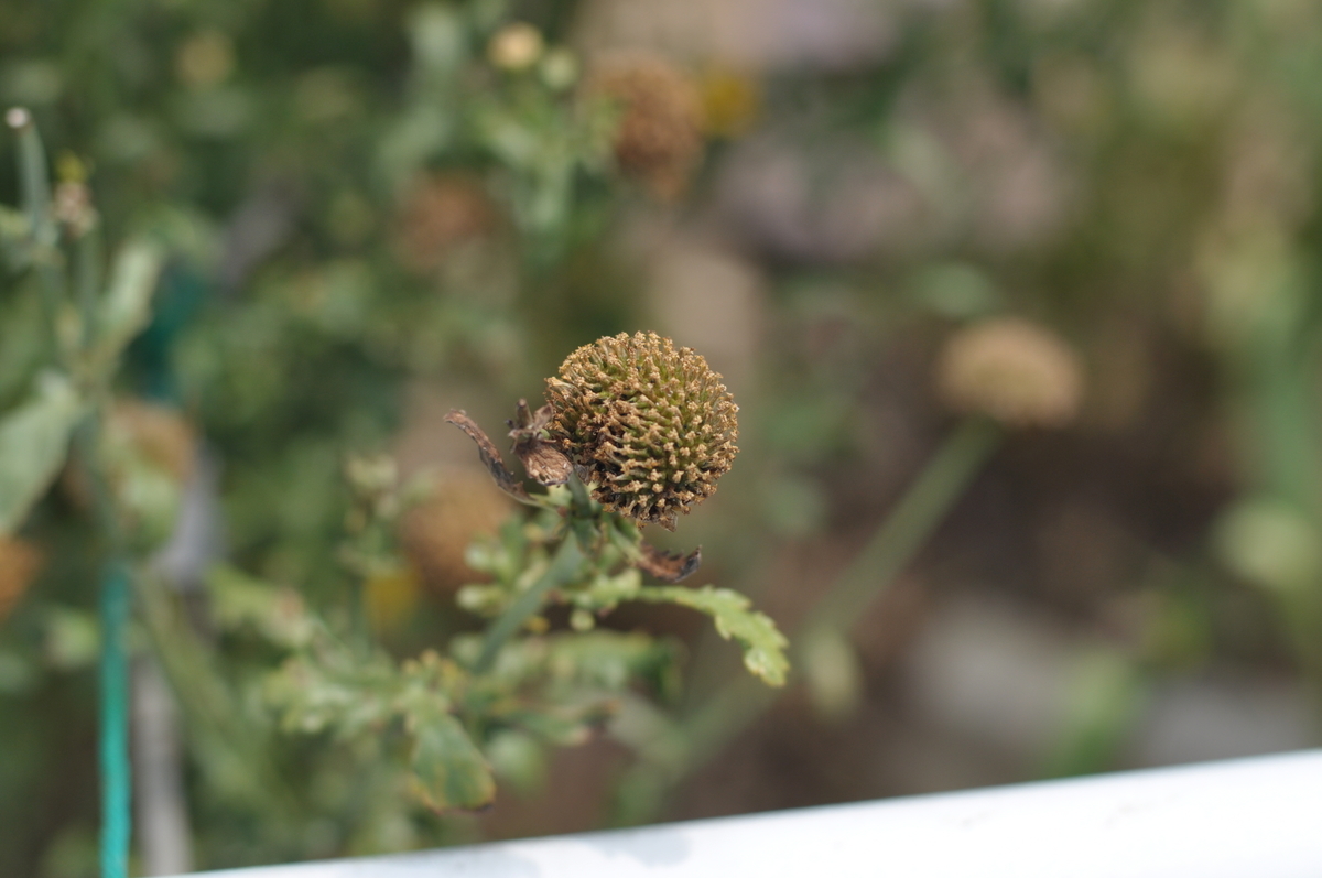 f:id:PapasCamera:20200525133225j:plain