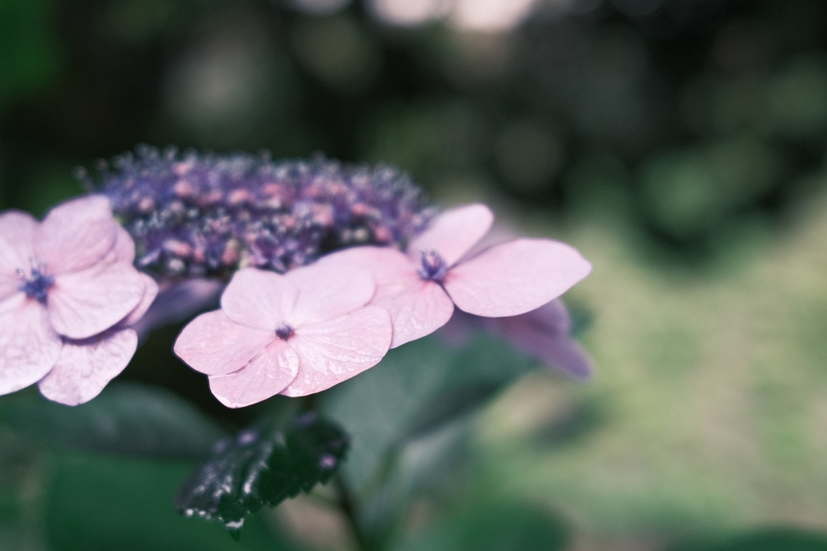 f:id:PapasCamera:20200619124755j:plain