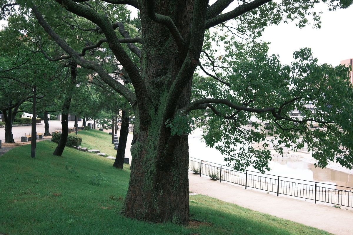 f:id:PapasCamera:20200619163940j:plain