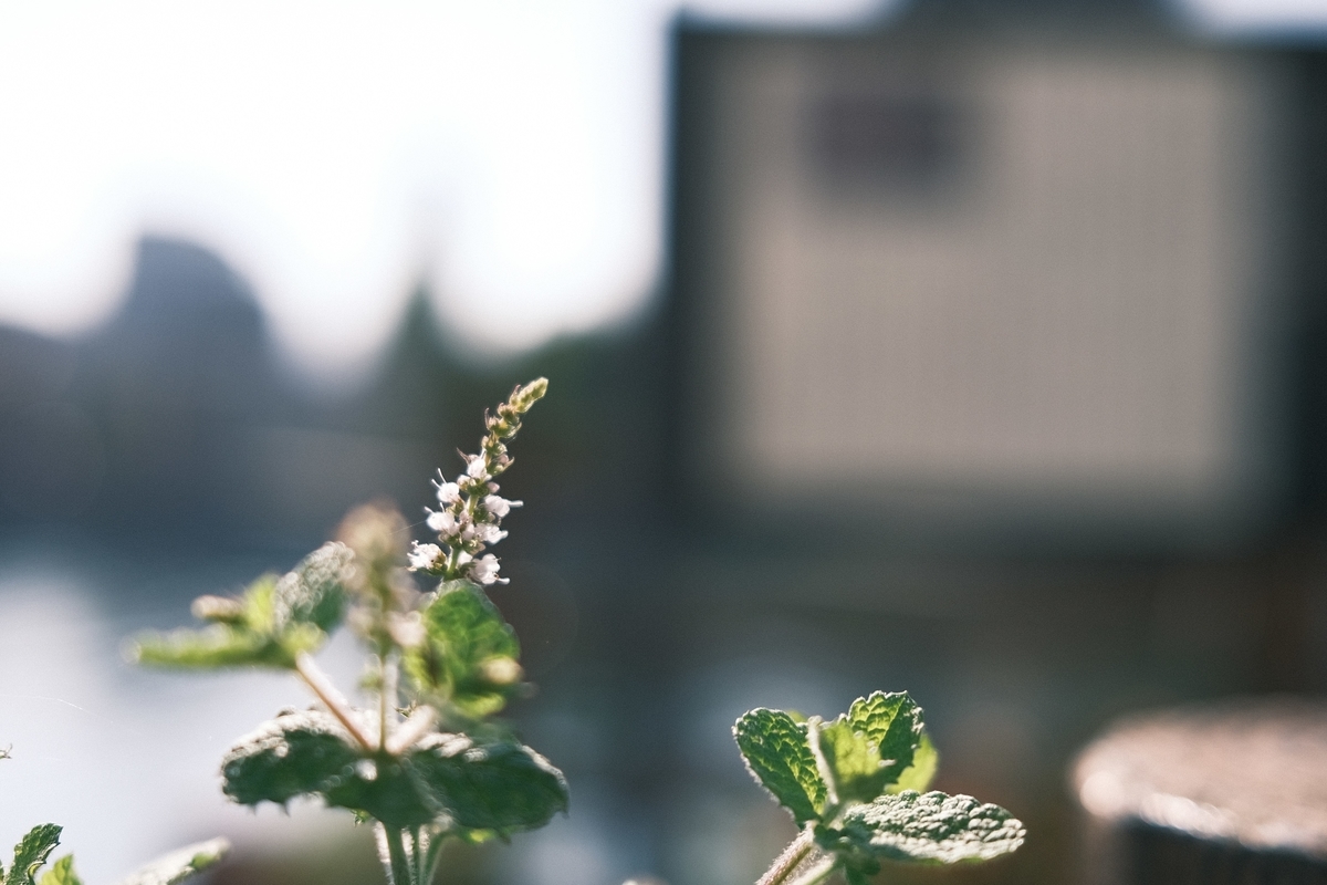 f:id:PapasCamera:20200622125040j:plain