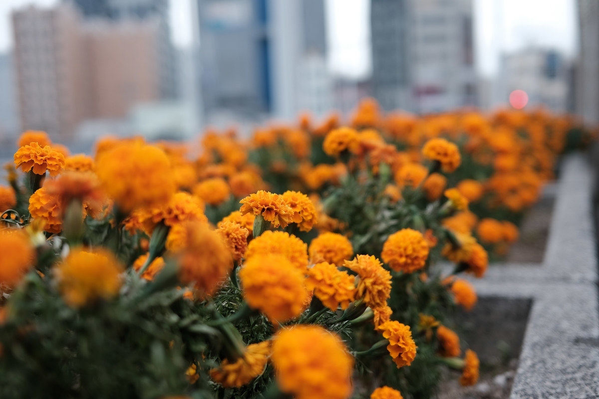 f:id:PapasCamera:20201117085049j:plain