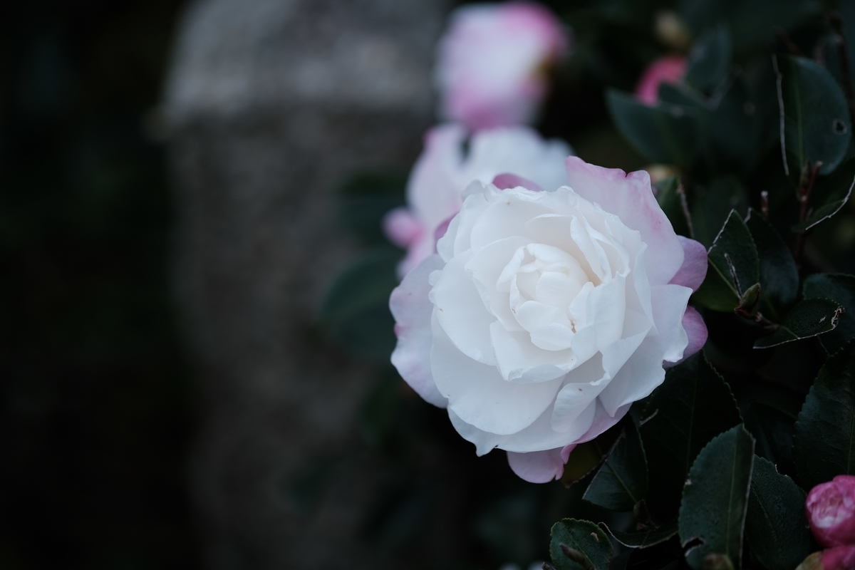 f:id:PapasCamera:20201118120629j:plain