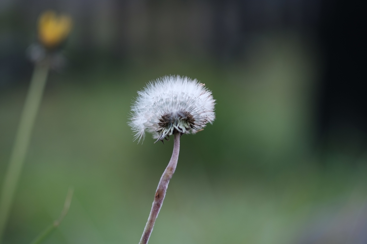 f:id:PapasCamera:20201118121045j:plain