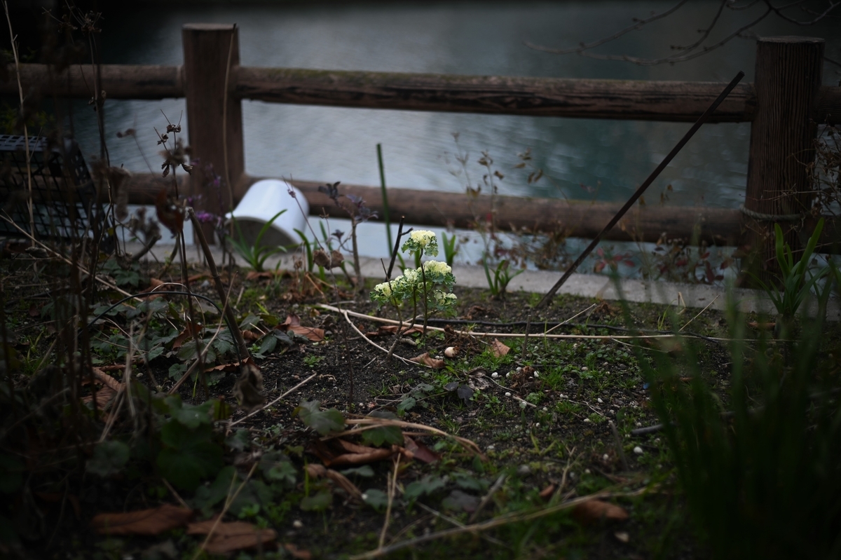 f:id:PapasCamera:20210119125102j:plain