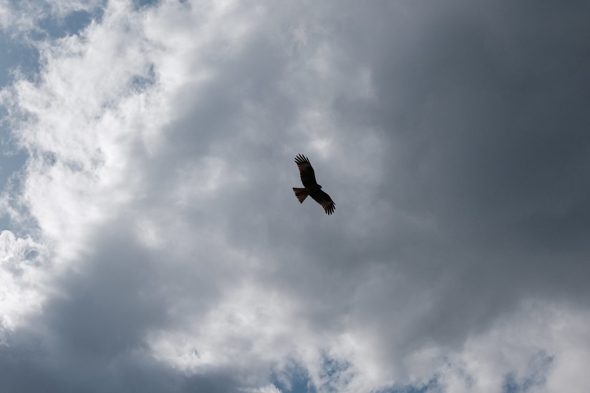 f:id:PapasCamera:20210120125023j:plain