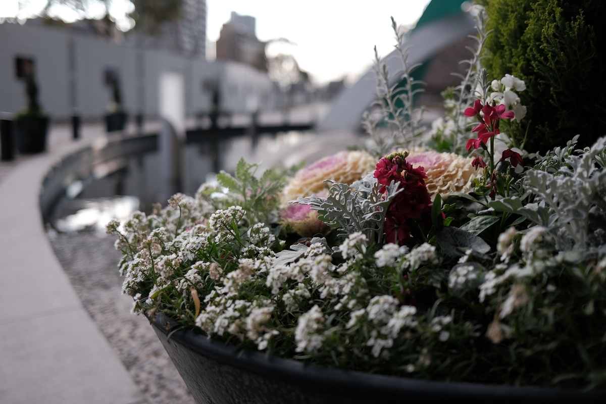 f:id:PapasCamera:20210201125246j:plain