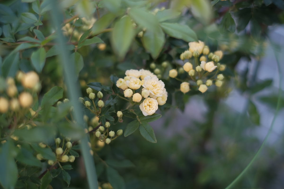 f:id:PapasCamera:20210402124831j:plain