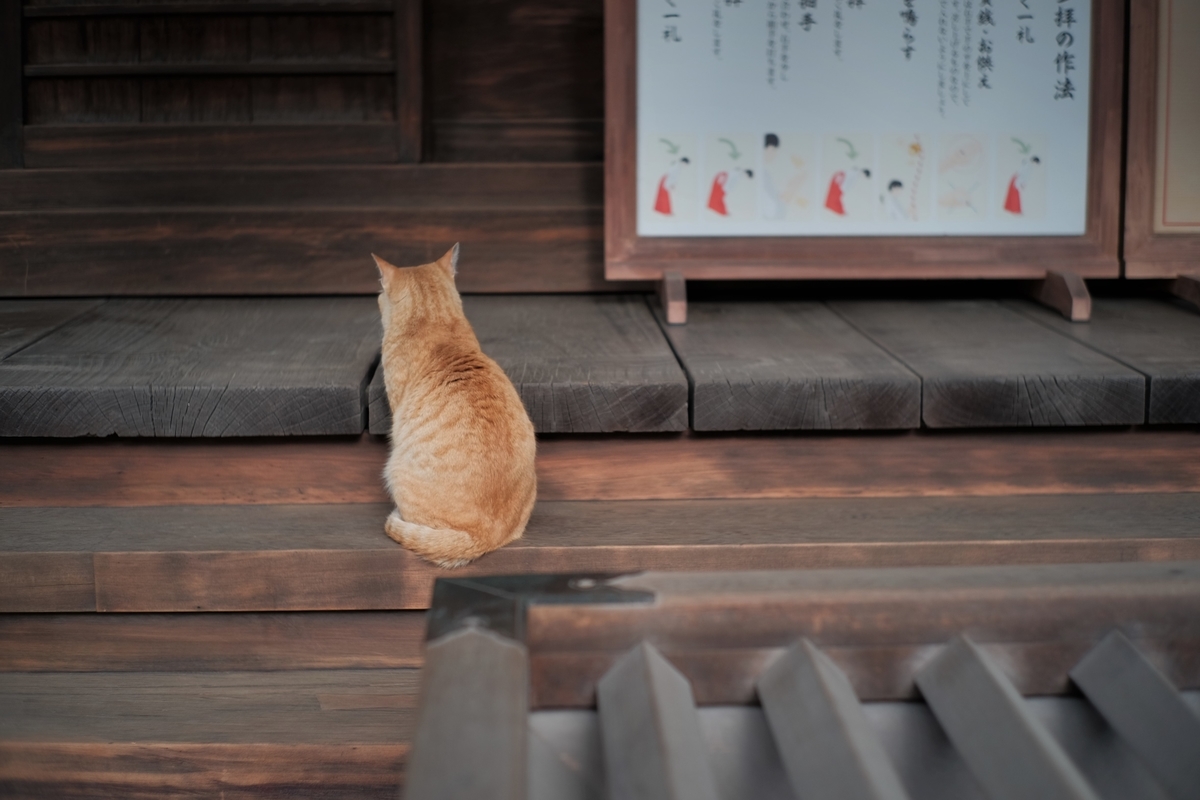 f:id:PapasCamera:20210402125151j:plain