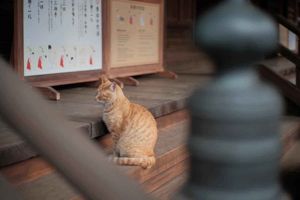 f:id:PapasCamera:20210402125222j:plain