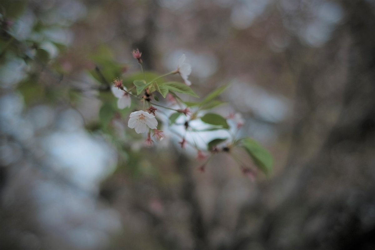 f:id:PapasCamera:20210402125252j:plain